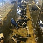 The view from the cow-walk of the University of Saskatchewan's Rayner Dairy Research and Teaching Facility. Members of the Canadian Farm Writers' Federation toured the facility on September 30th.