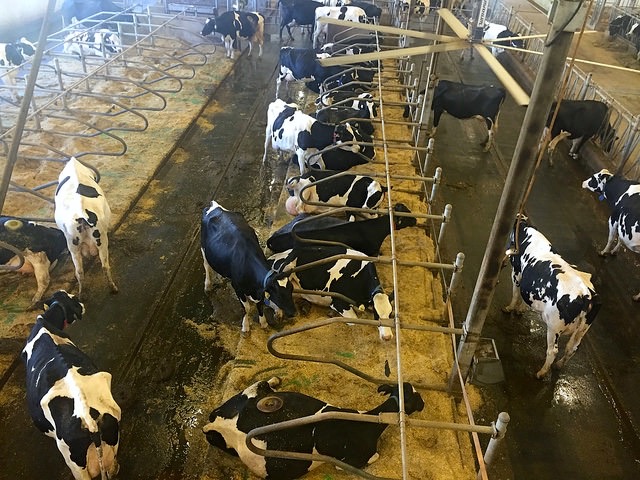 The view from the cow-walk of the University of Saskatchewan's Rayner Dairy Research and Teaching Facility. Members of the Canadian Farm Writers' Federation toured the facility on September 30th.