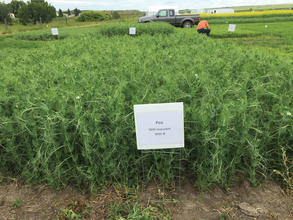 Peas with inoculant, with applied nitrogen.