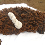 This raw coloured fleece will be processed to produce a skein of finished yarn.