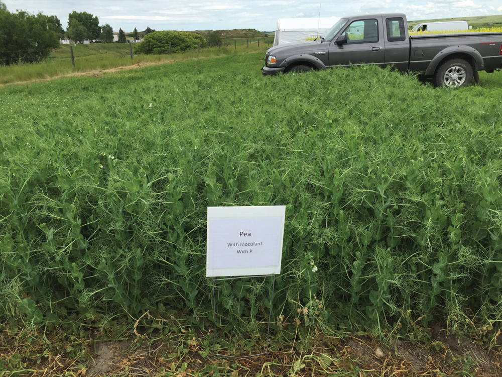 Peas with inoculant, with applied nitrogen, with applied phosphorus.