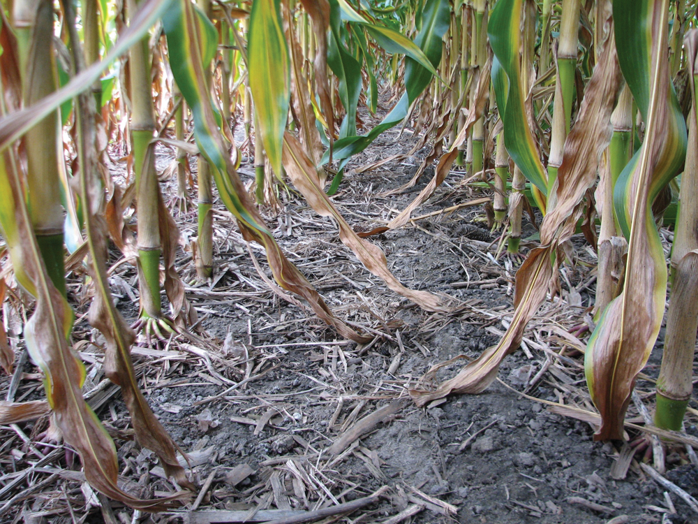 Earthworms are so active in Dean Glenney’s soil they are actually pulling the leaves of the corn plants into their holes while they’re still attached and growing.