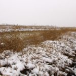 Canola field bordering Livelong, in NW Sask, on Oct. 5th. The area was blanketed by wet snow.