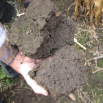 Dean Glenney found an abundance of earthworm holes in the non-trafficked areas of his field.
