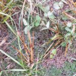 After he harvested winter triticale in 2015, Garry Richards was able to graze cattle in the re-growing cover crop vegetation. This picture was taken on November 2.