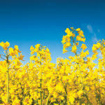 New canola varieties for 2017