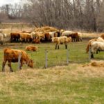 cattle in a fenced pasture