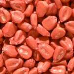 treated corn seed