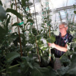 Dr. Jim Radtke, Cibus’ senior vice president, product development, explains that Cibus’ breeding method results in SU-tolerant, non-GMO canola.
