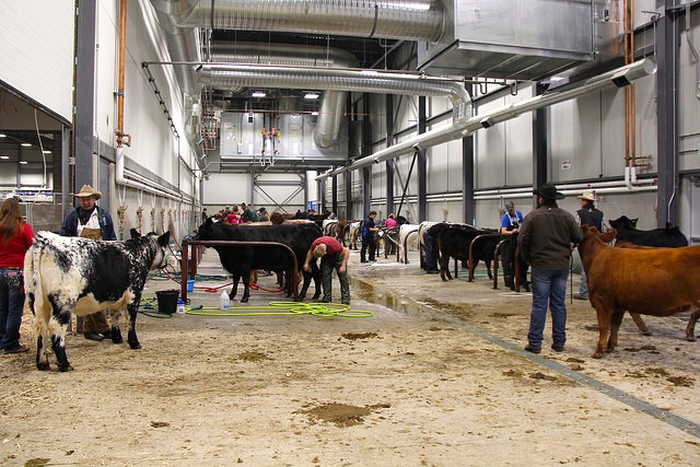 The wash stalls were full on Tuesday morning at Agribition.