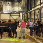 The wash stalls were full on Tuesday morning at Agribition.