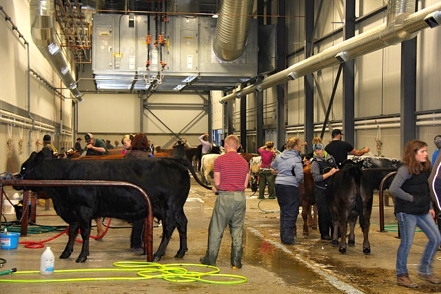 The wash stalls were full on Tuesday morning at Agribition.