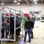 Exhibitors at CWA fitting a bovine for the show ring.