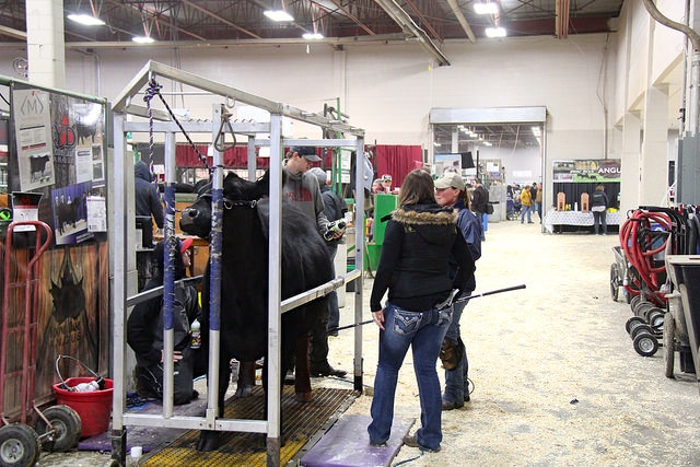 Exhibitors at CWA fitting a bovine for the show ring.