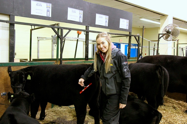 Teresa Mann, general manager for Lakeland College's purebred herd, grooming a heifer.
