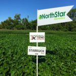 NorthStar Genetics has four new varieties on offer for 2017.