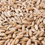 Two new rye varieties, Bono and Guttino, were recently released by German seed company KWS — the world’s leading rye breeder.