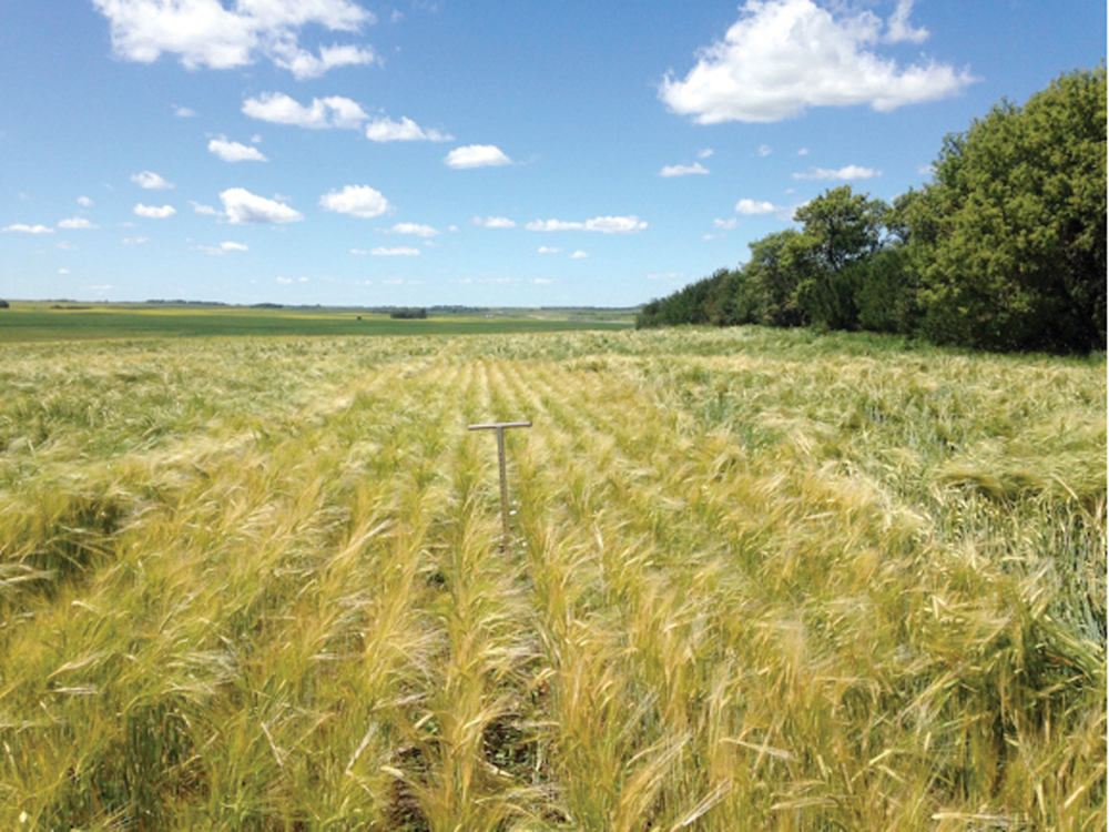 The effect of the fall-applied anhydrous was still visible when I took this photo on July 27.