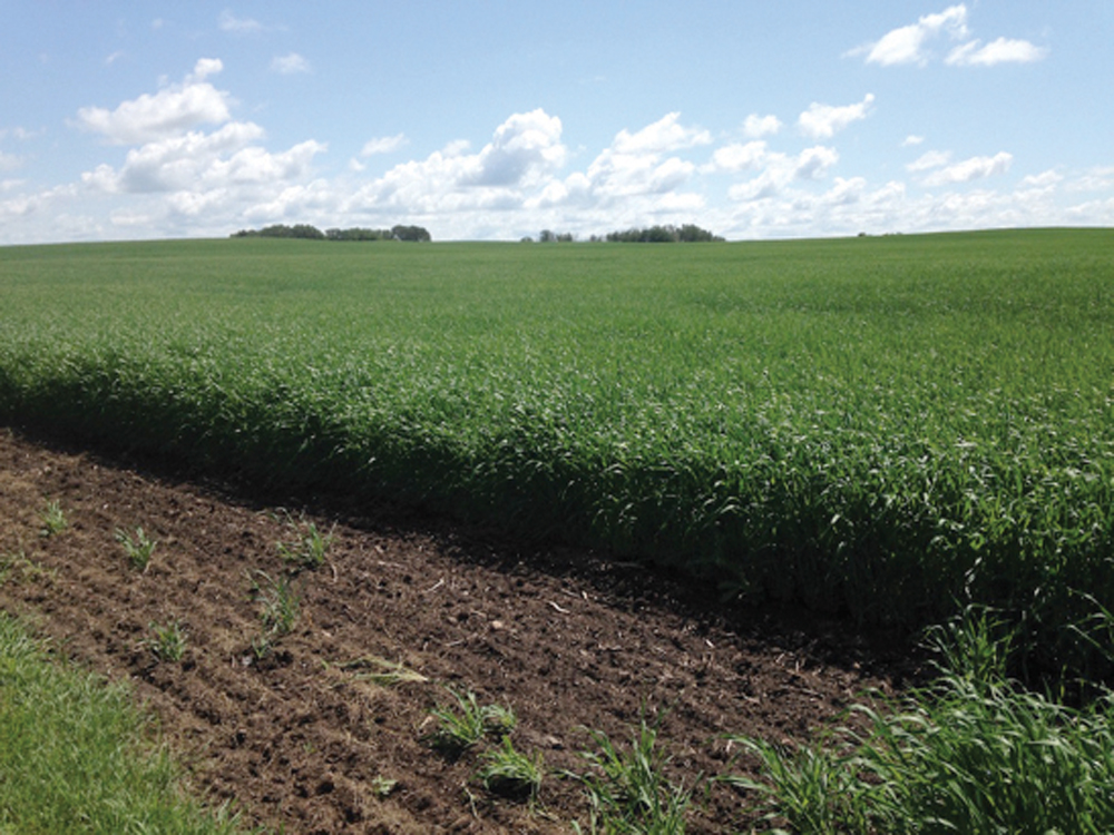 By June 27 the crop was heading out and looked great