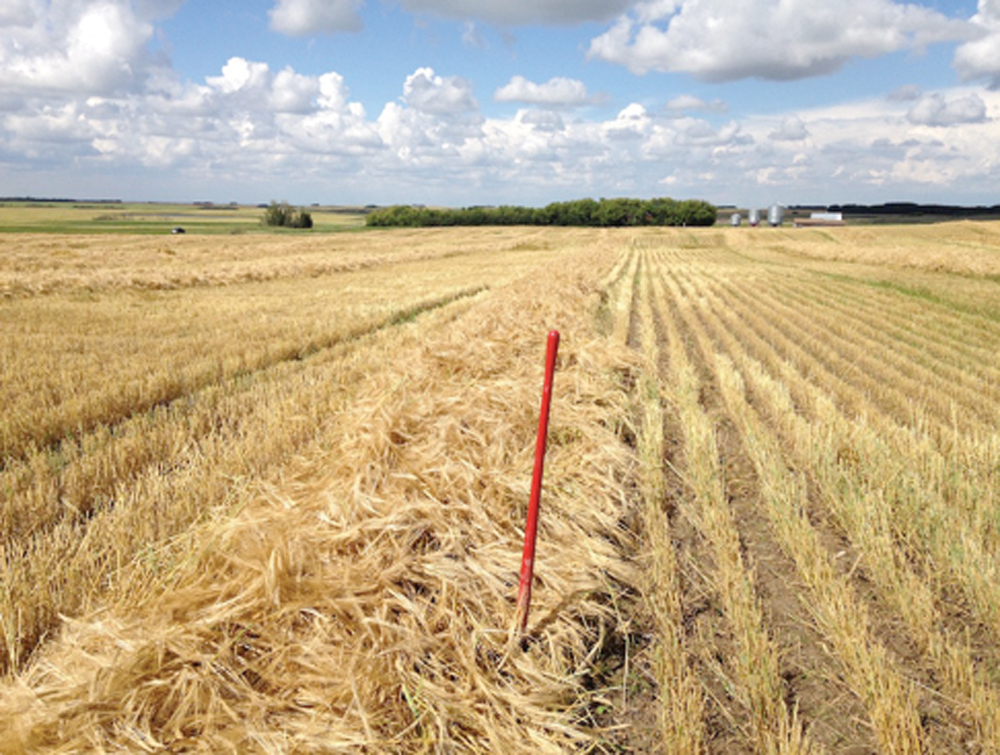 On August 12 the barley was waiting in the swath.