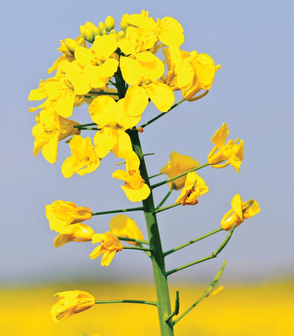 Consider trials and disease when choosing canola