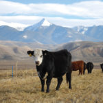 Easy weaning and putting yearlings onto pasture or grass hay can help transition them into backgrounding.