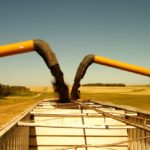 Canola challenge comes down to the wire