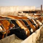 cattle in a feedlot