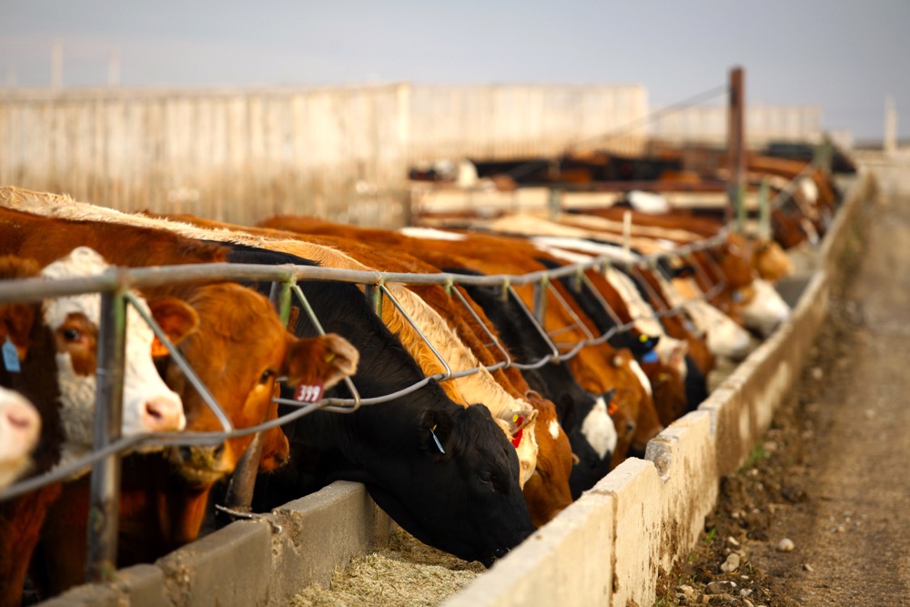 cattle in a feedlot