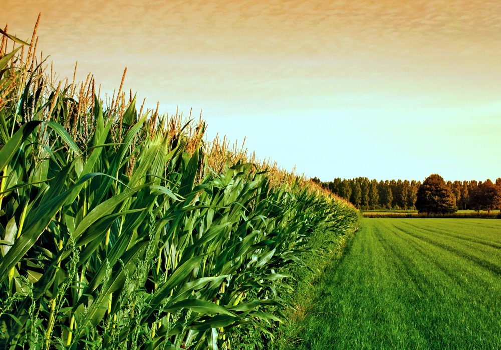 cornfield at sunset
