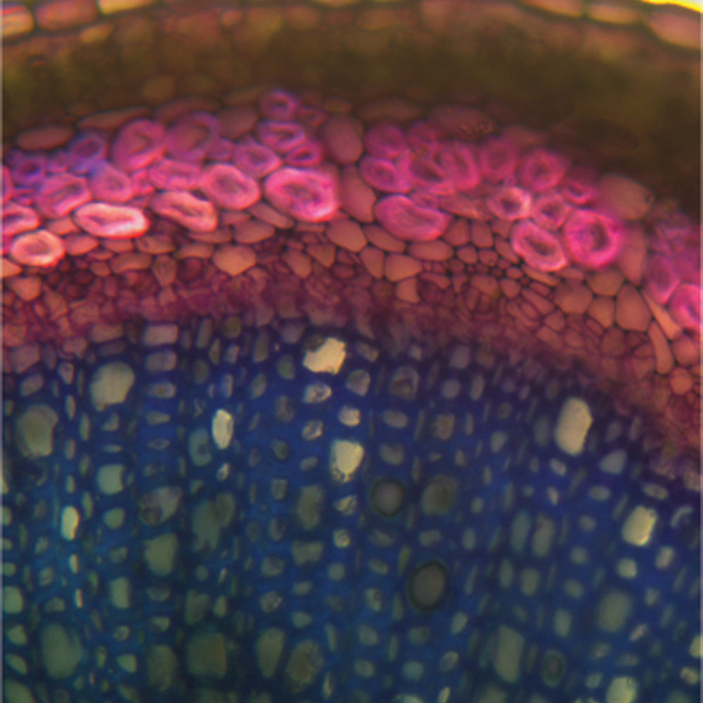 In this cross-section of a flax stem, the bast fibres are highlighted in magenta.