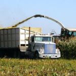 corn silage chopping