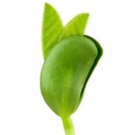 Soybean seedling