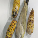 Wet fall conditions can lead to
mouldy corn cobs and residue in
the field which can be harmful
to grazing cattle.