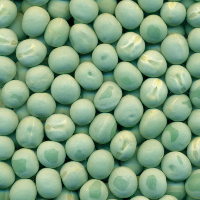 New pulse crop varieties to watch for in coming years