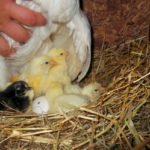 It’s amazing how fast chicks learn to scratch and peck.