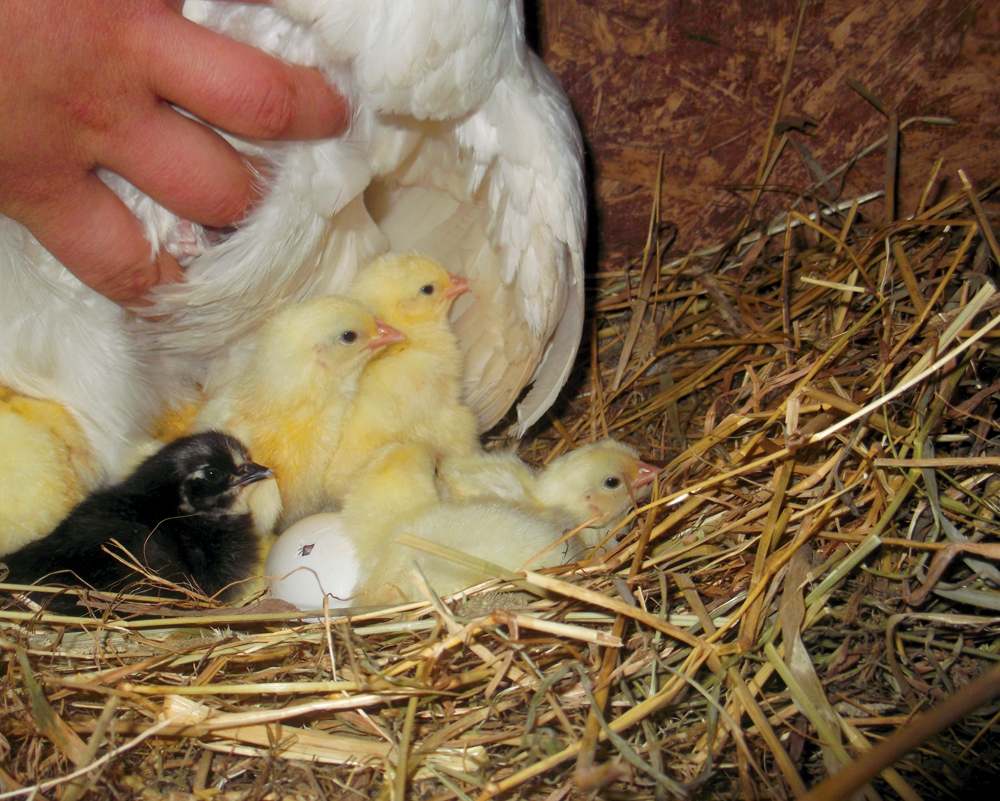 It’s amazing how fast chicks learn to scratch and peck.
