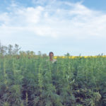 Kevin Krueger has been growing
hemp for three years on his farm,
6-1/2 miles south of Thornhill in south-central Manitoba.