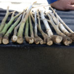 Blackleg was found in more than half of fields surveyed in Saskatchewan, however, where it was found, on average, only 12 per cent of the surveyed plants were infected.