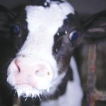 More whole milk is needed to meet the basic water requirement of pre-weaned calves.