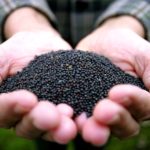 Testing for seed quality