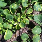 Canola plants in a low part of one field looked stunted and were dropping flowers.