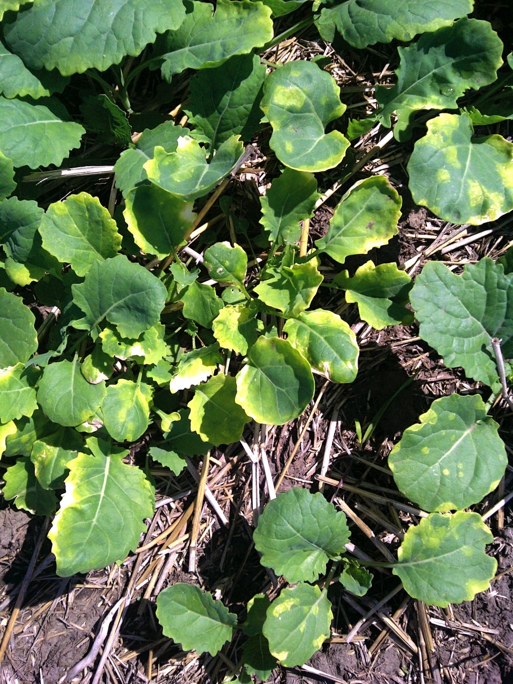 Canola plants in a low part of one field looked stunted and were dropping flowers.