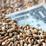 one dollar banknote among wheat grains