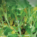 The most-resistant new lines have stem lesions less than 20 mm. The variety shown here is a resistant variety.