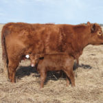 Luing cattle have been developed to maintain maternal characteristics and are also very efficient grazers on poorer-quality forages.