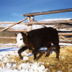 This calf was affected by Lupine toxicity.