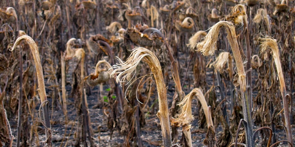 Sclerotinia A Triple Threat For Manitoba Sunflowers Grainews 