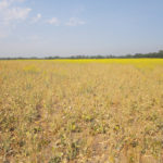 Seven days after Ken sprayed his herbicide-tolerant canola crop, most of the plants in one field were dead or dying.