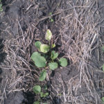 When I first saw the plants, some areas were set back, especially on the headlands and riverbed regions. The leaves were cupping, however, there was no purpling or discolouration.